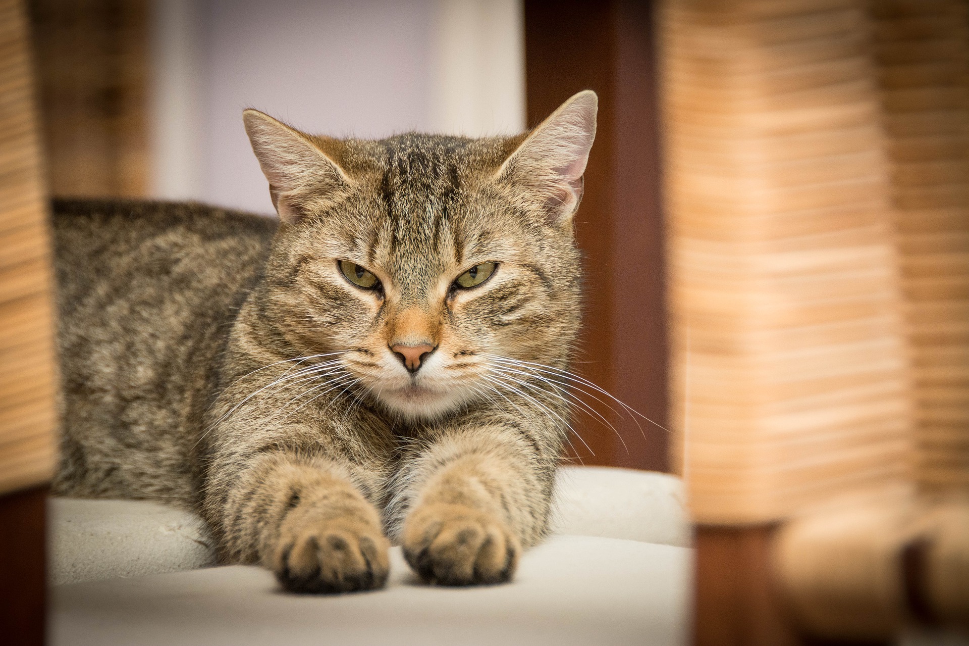 Katze