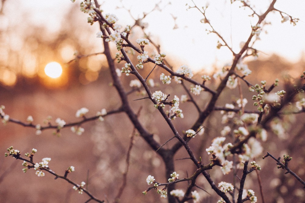 Frühling