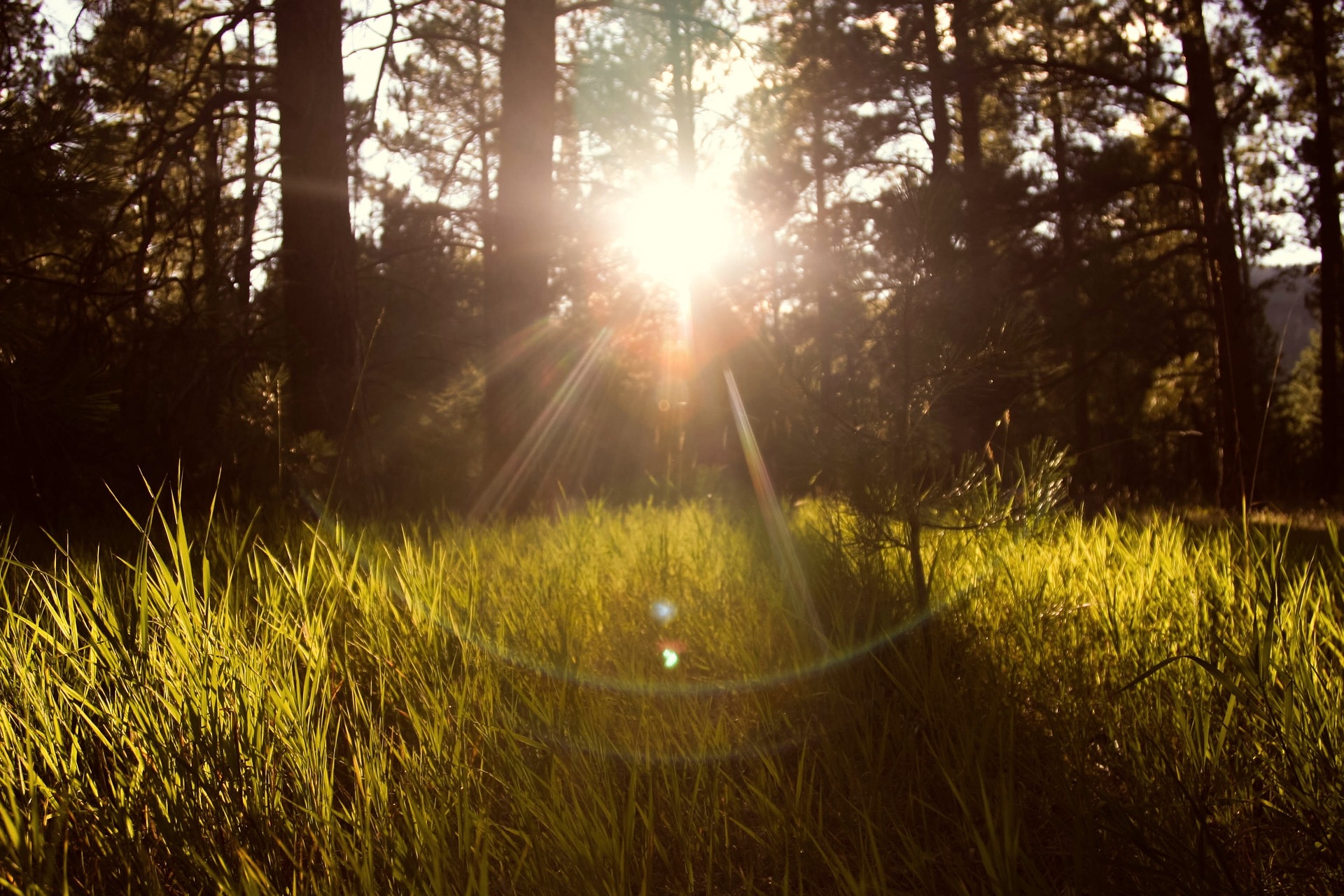 Sunlight
