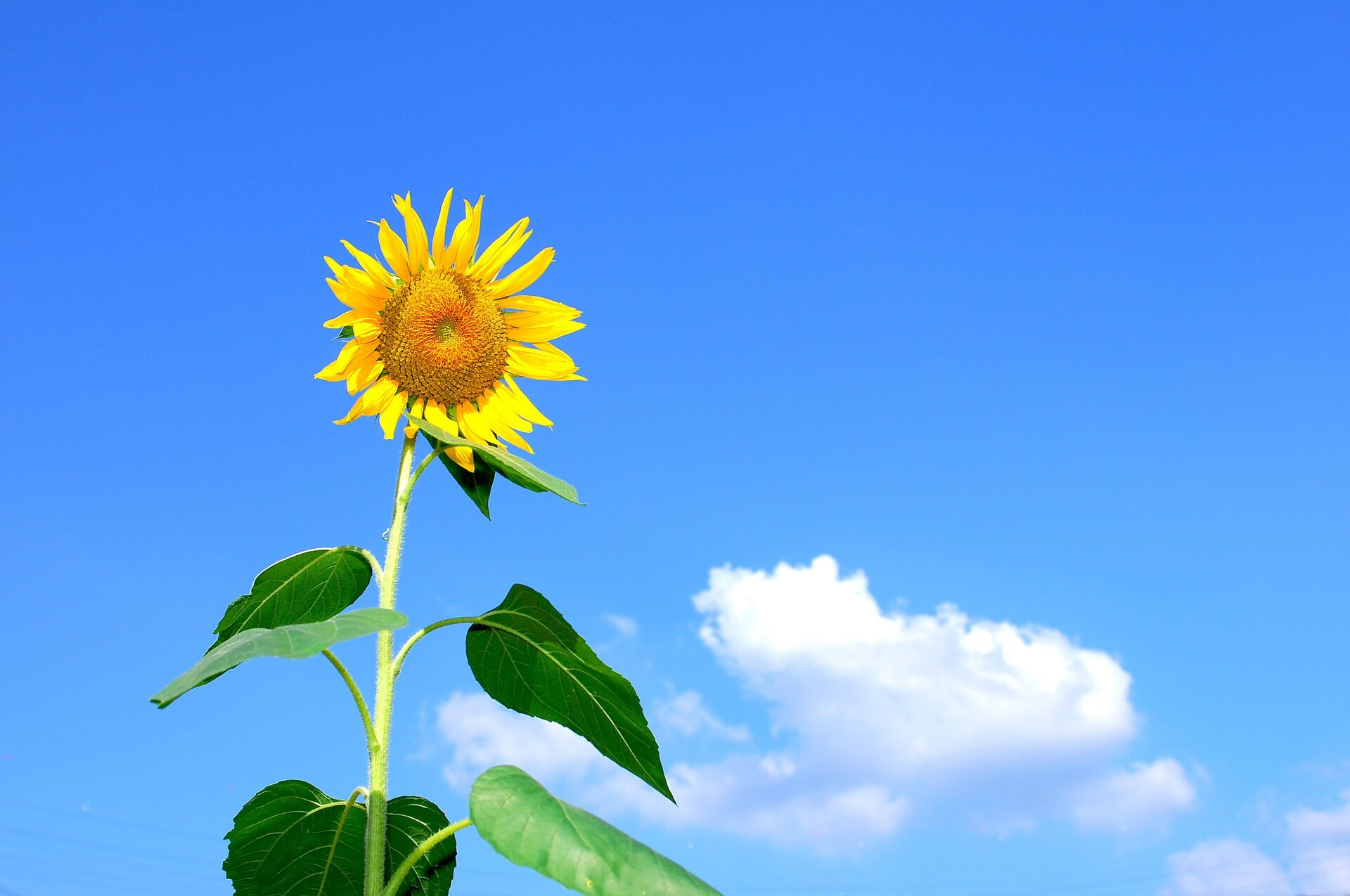 Sonnenblume